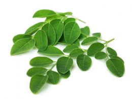 Moringa-Nahrungserg&auml;nzung